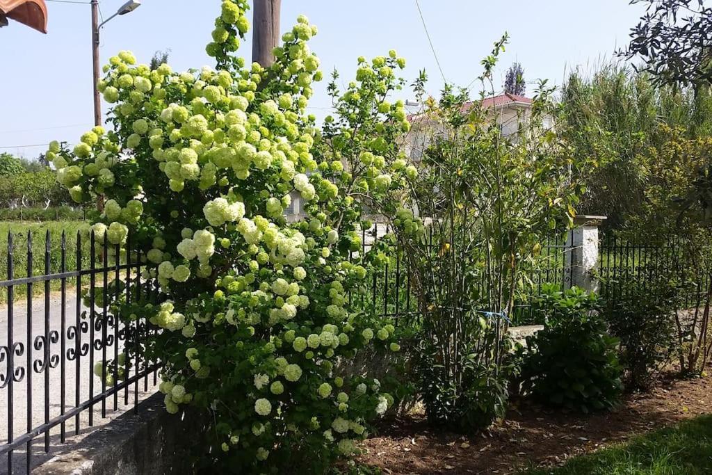 New Village Studios, Preveza A3 Kültér fotó